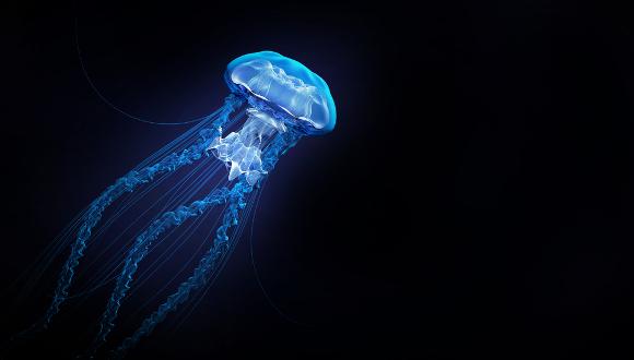 הפלסטיק החדש  מנצח בקרב על המדוזות